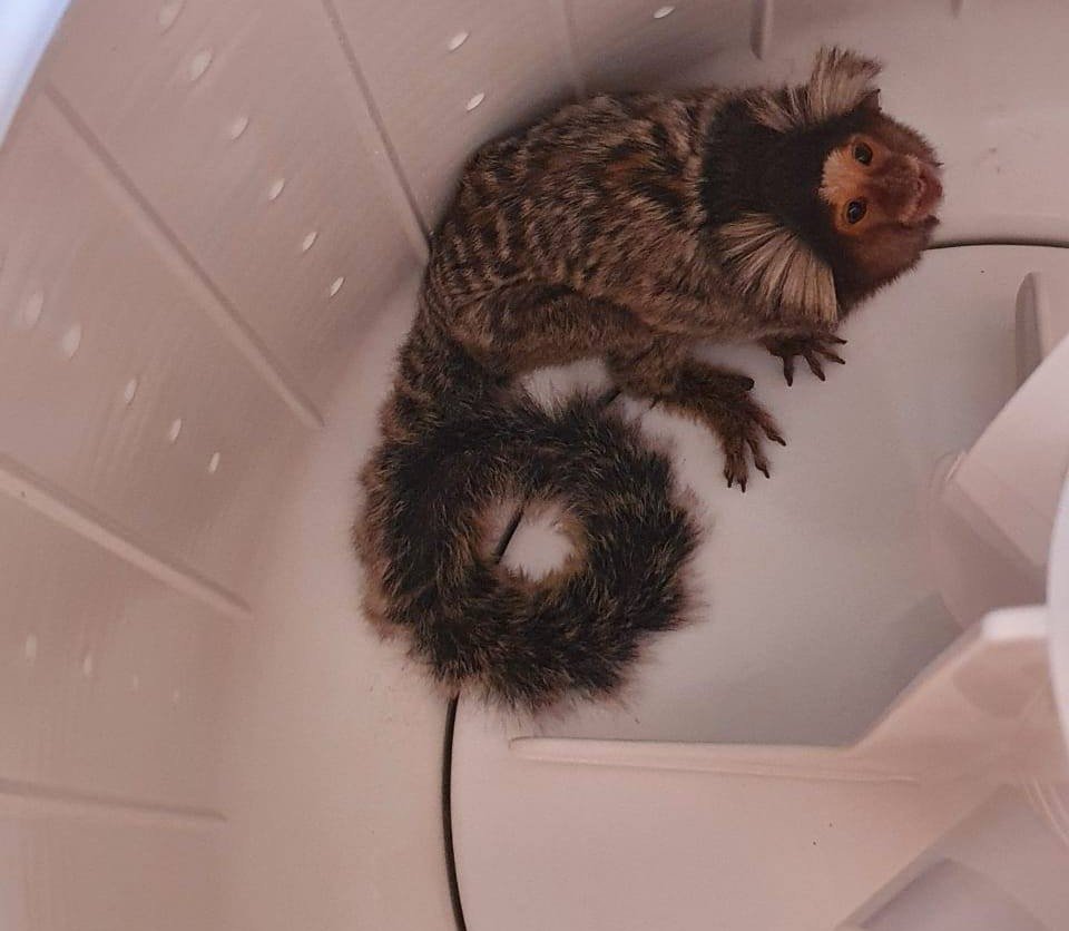 Botucatu: sagui é resgatado dentro de máquina de lavar roupas