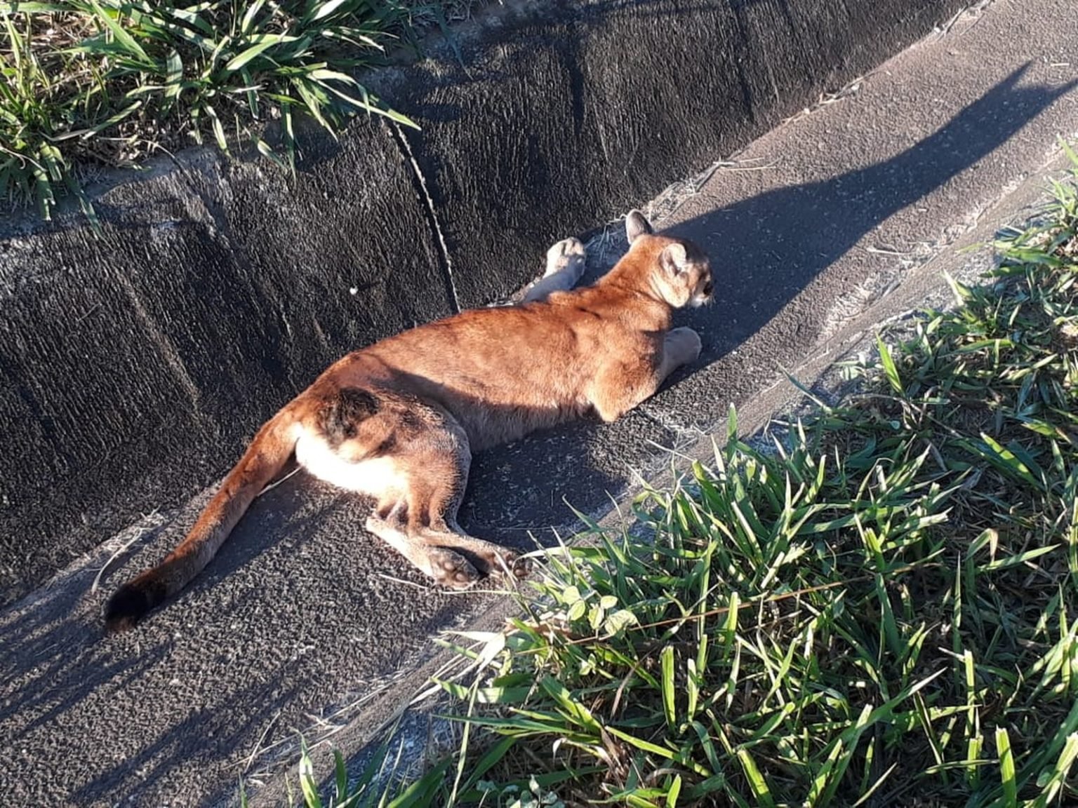 Onça-parda atropelada em rodovia recebe cuidados na Unesp de Botucatu