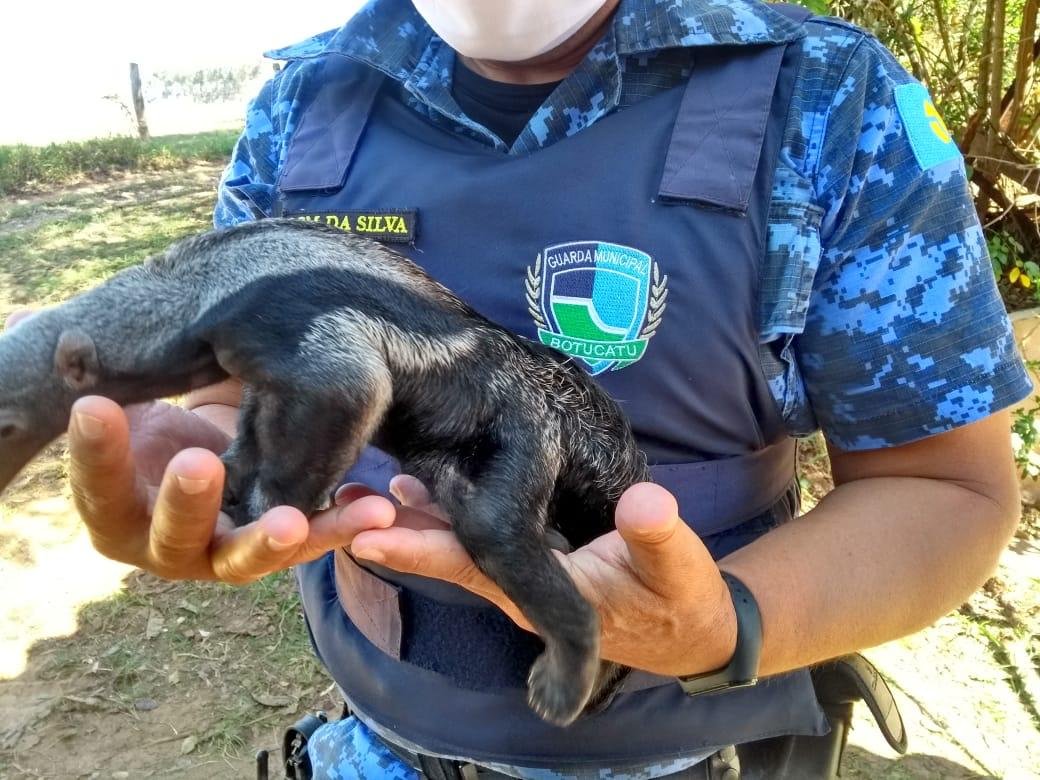 Guarda Civil resgata filhote de tamanduá em Anhumas
