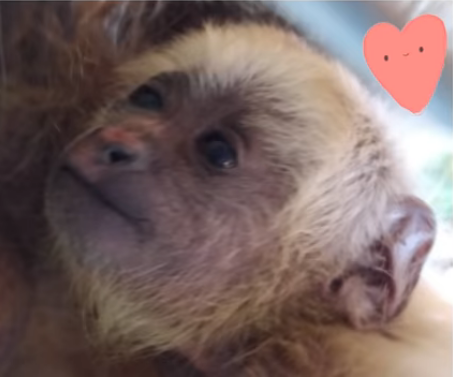 Zoológico de Bauru registra nascimento de macaco bugiu-preto