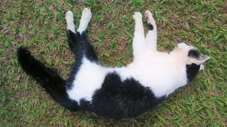 Botucatu: cinco gatos foram encontrados mortos por envenenamento neste domingo, no Rio Bonito