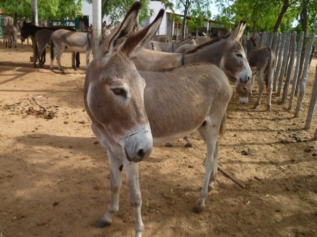 Pesquisa da Unesp de Botucatu investiga como jumentos expressam dor