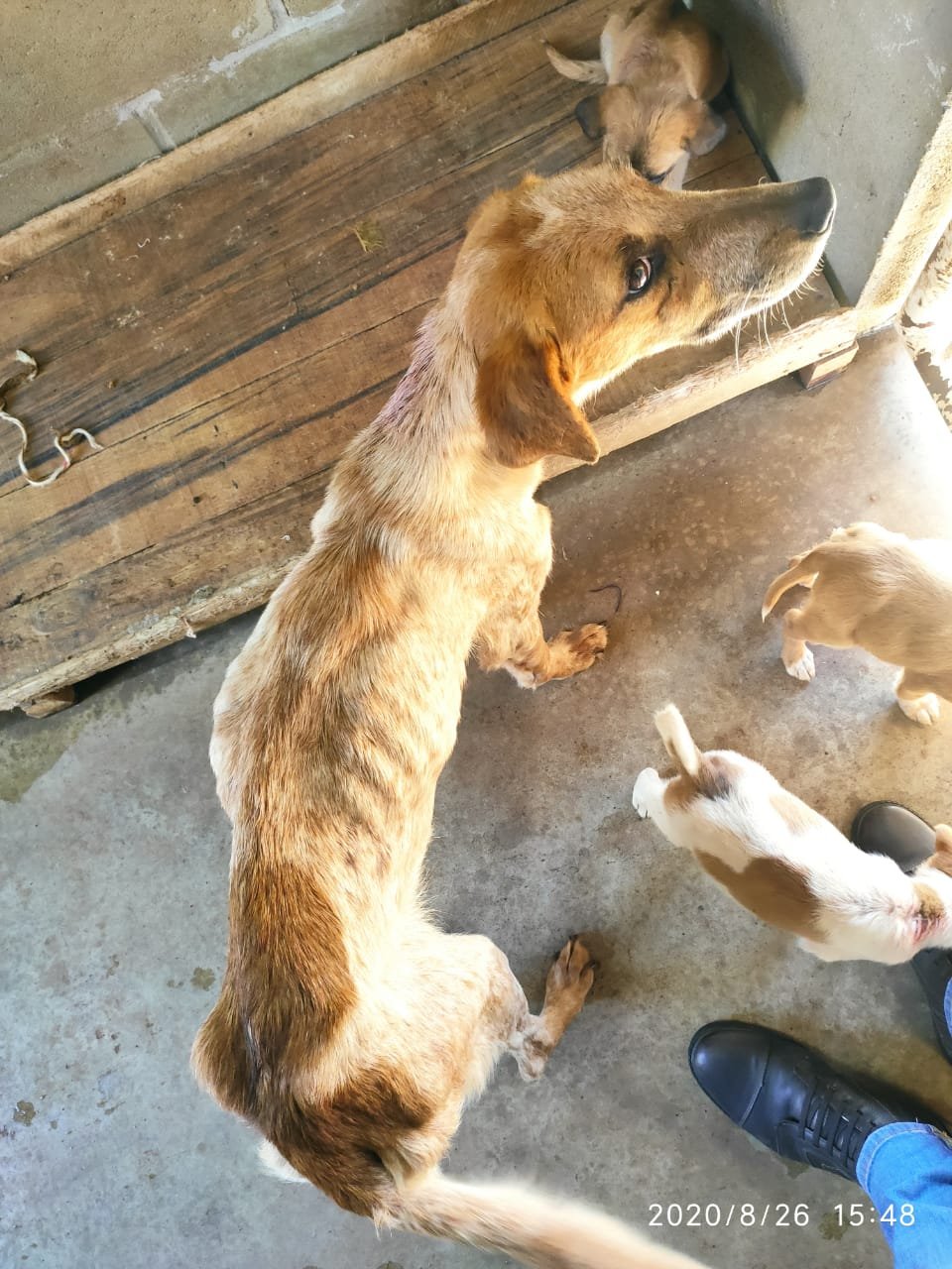 Itatinga: Polícia resgata 11 cães vítimas de maus-tratos