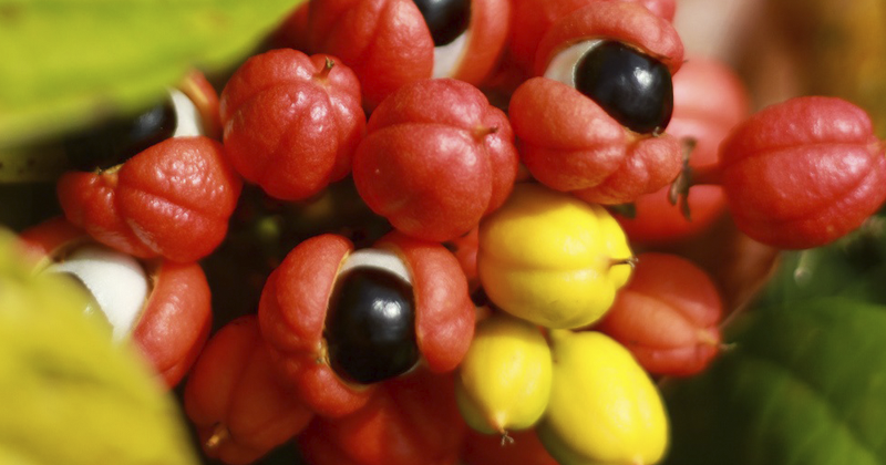 Guaraná pode ajudar no controle da diabete tipo 2