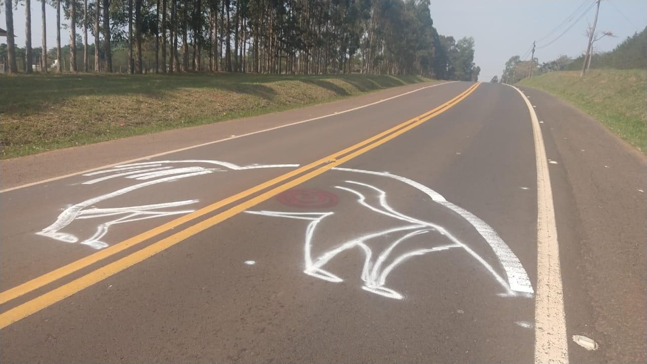 Botucatu: populares pintam trecho de rodovia após atropelamentos de tamanduás