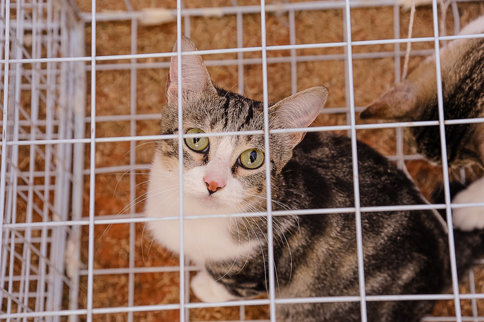 Botucatu oferece castração gratuita de gatos durante o ano todo