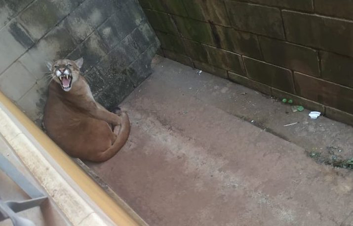 Onça percorre bairros em Cerqueira César