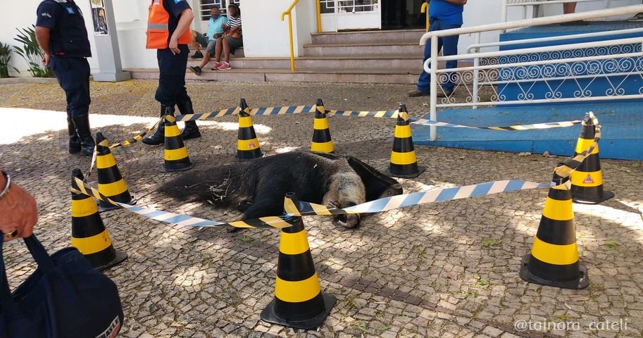 Botucatu: ato neste sábado (12) pedirá mais proteção a animais silvestres após atropelamentos de tamanduás