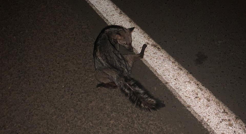 Botucatu: após tamanduás, raposinha do mato é atropelada na Gastão Dal Farra