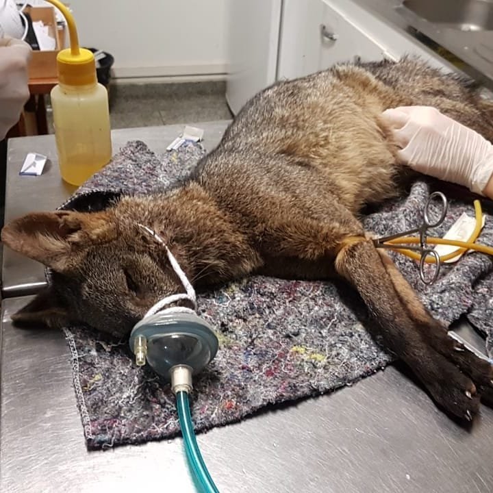 Morre cachorra-do-mato atropelada na Gastão dal Farra; ela estava prenhe de 3 filhotes