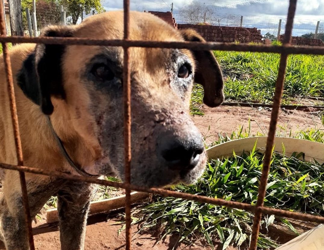 Cão debilitado é resgatado em área de empresa desativada no Altos da Serra