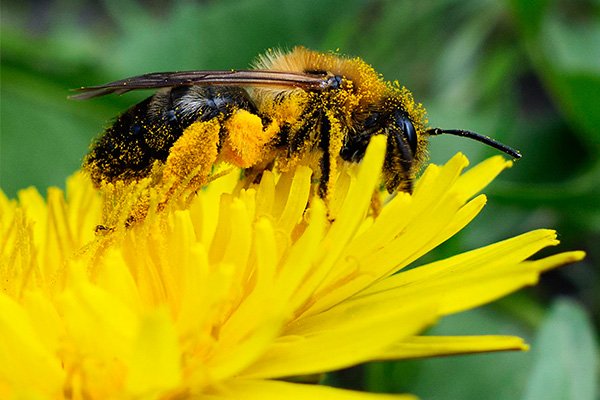 Estudo sobre polinização da Unesp de Botucatu é premiado na Europa