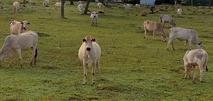 Unesp de Botucatu promove leilão de bovinos