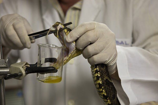 Projeto exige soro contra picada de animal peçonhento em todos os postos de saúde