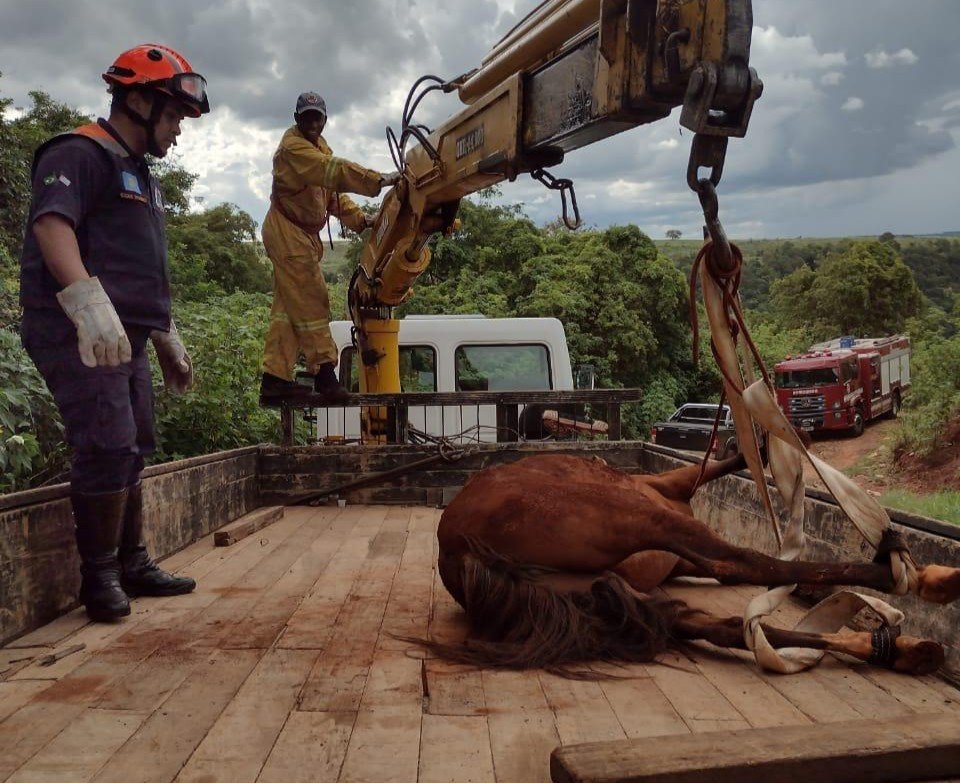 Bombeiros e Defesa Civil resgatam cavalo que caiu em barranco na estrada do Córrego Fundo