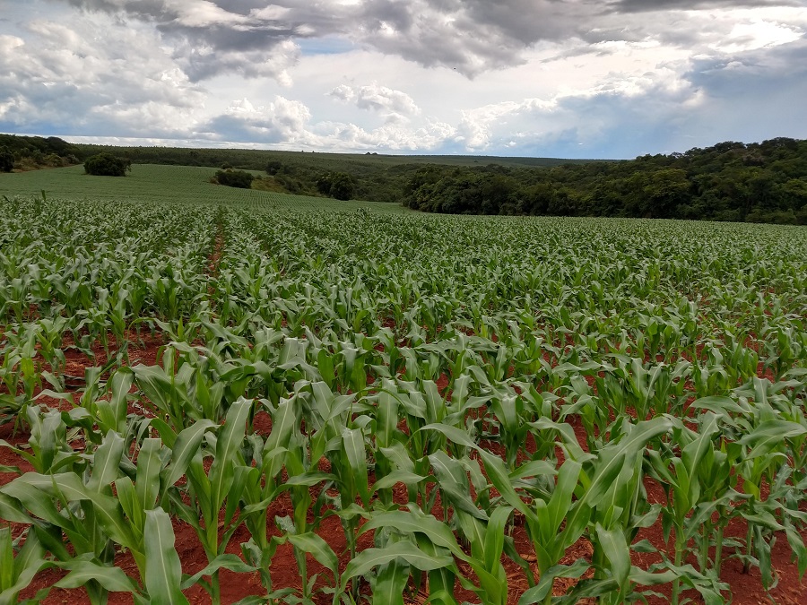 Começa hoje prazo para declarar imposto sobre propriedade rural