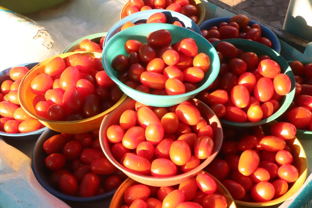 Pesquisadores identificaram fungos que estimulam crescimento de tomate
