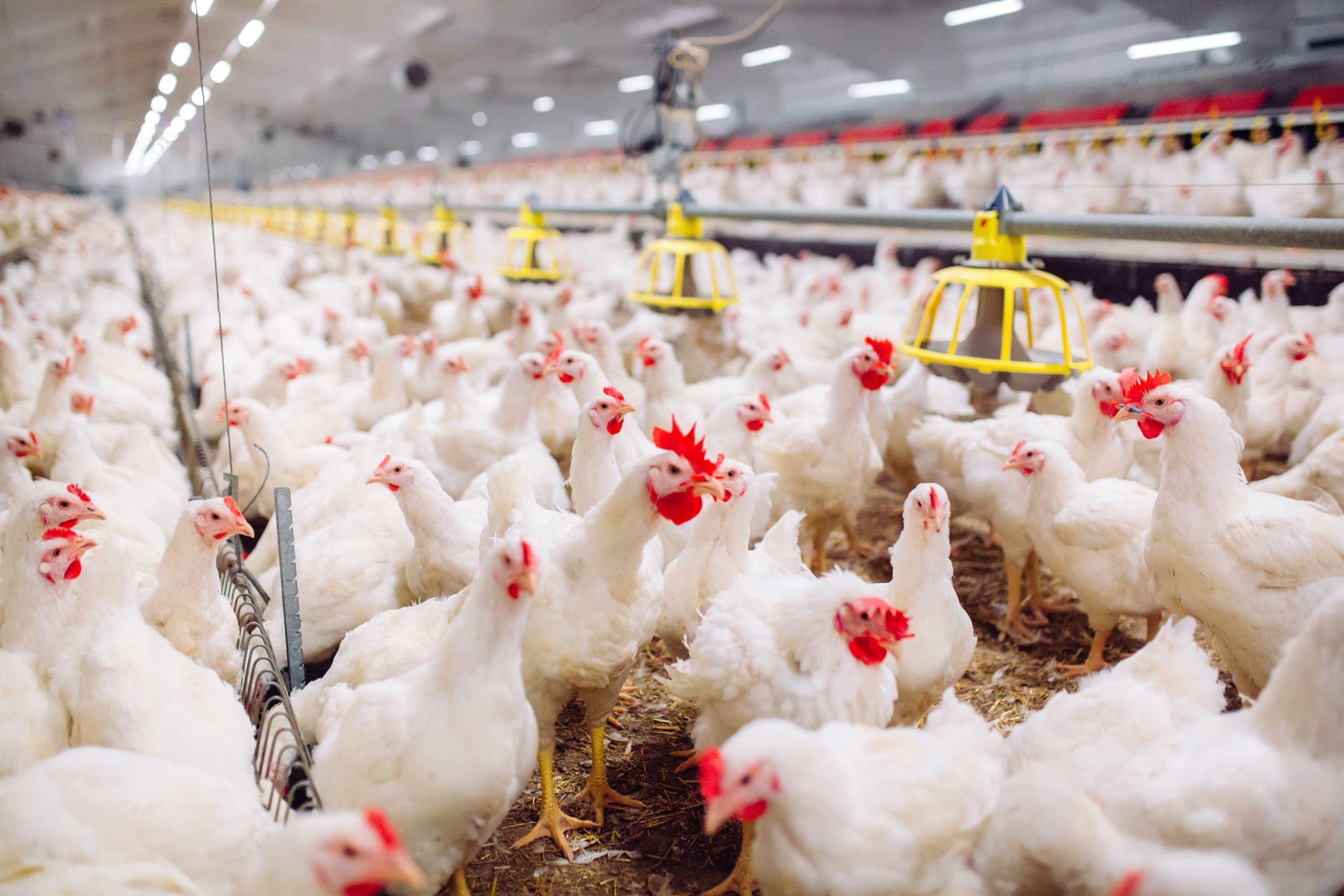 1º Poultry Day da FMVZ/Unesp está com inscrições abertas