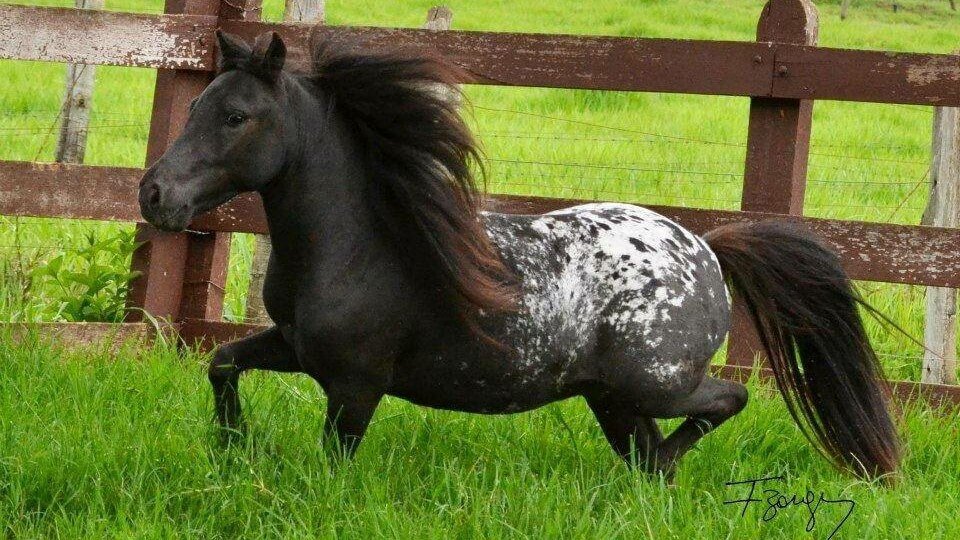 Pesquisadores da Unesp de Botucatu descobrem mutação genética responsável por nanismo em pôneis