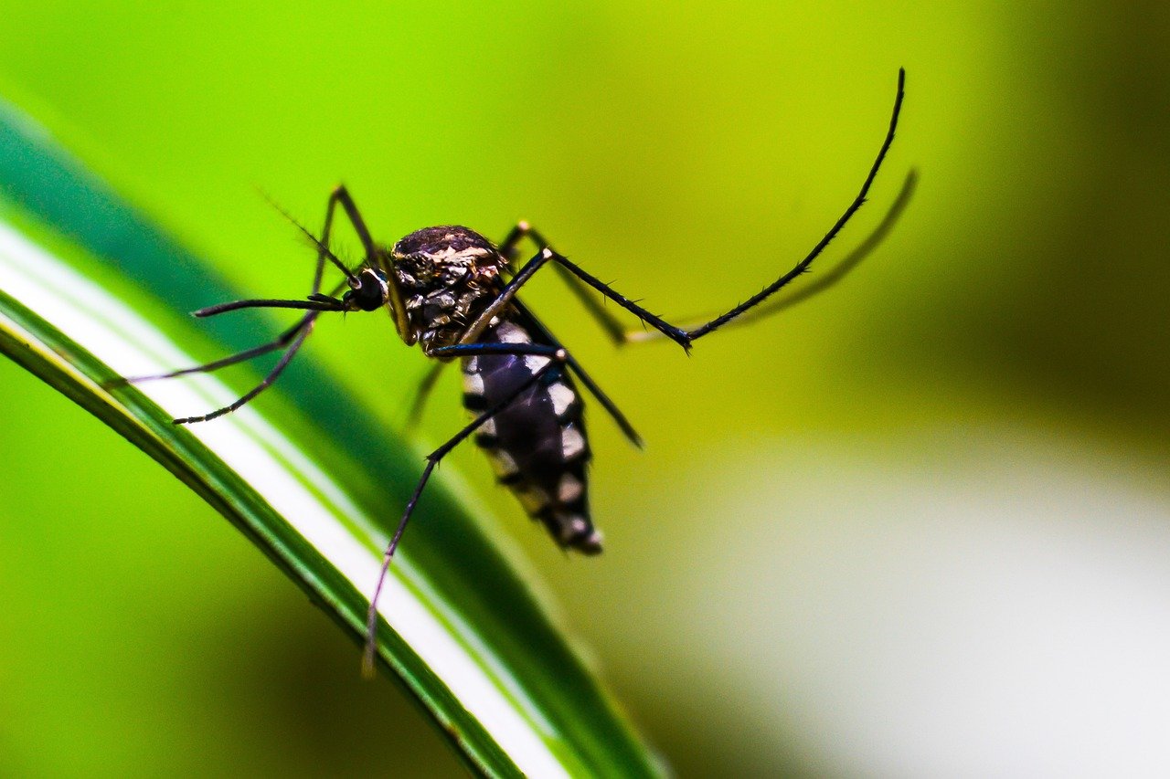 Dengue: 80% dos hospitais privados de SP têm alta em internações