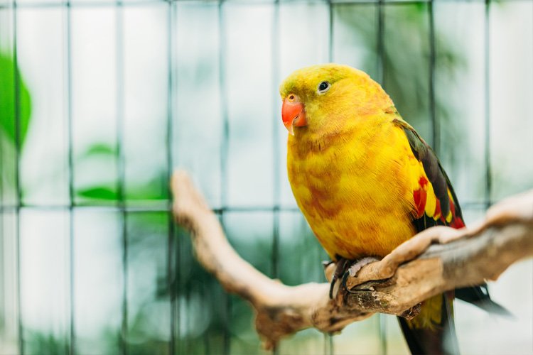Projeto proíbe criação de pássaros em gaiolas ou viveiros domésticos