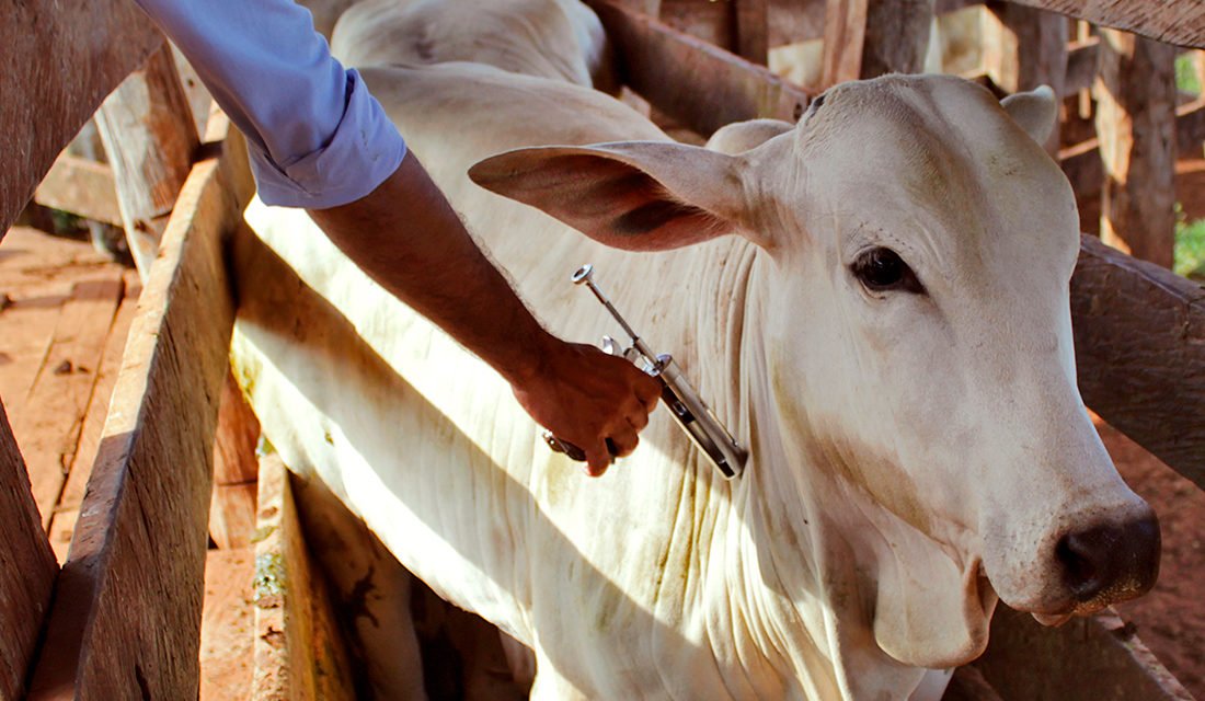 Brasil se torna livre de febre aftosa sem vacinação