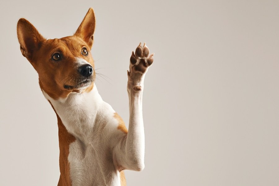 Experimentos mostram como cães aprendem com gente e com outros cães