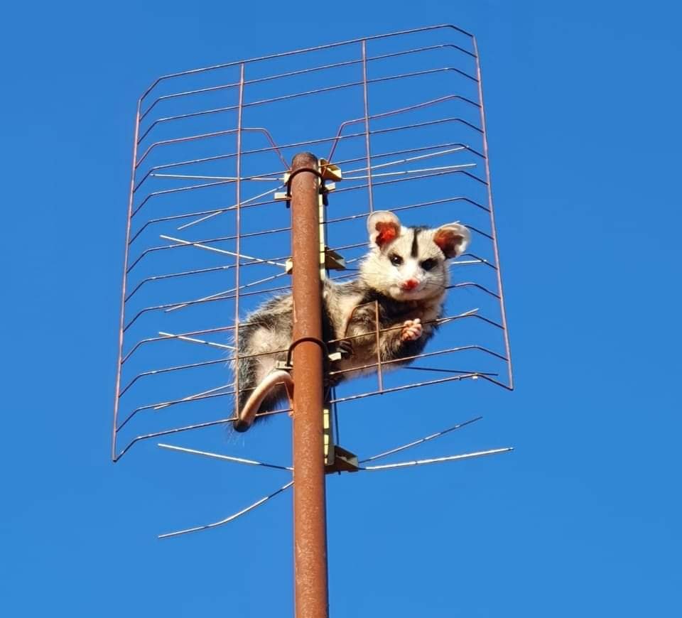 Vigilância Ambiental resgata gambá que escalou antena em casa na Vila Maria