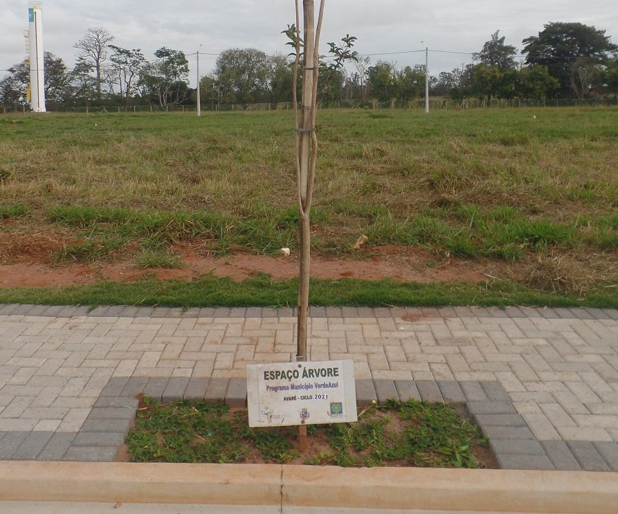 Avaré estabelece critérios para plantio de novas árvores em calçadas