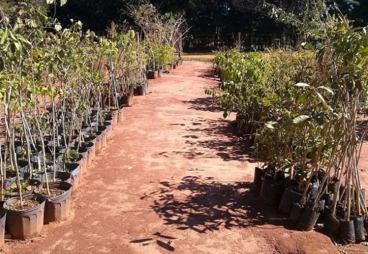 Viveiro Municipal de Avaré passa por adequações