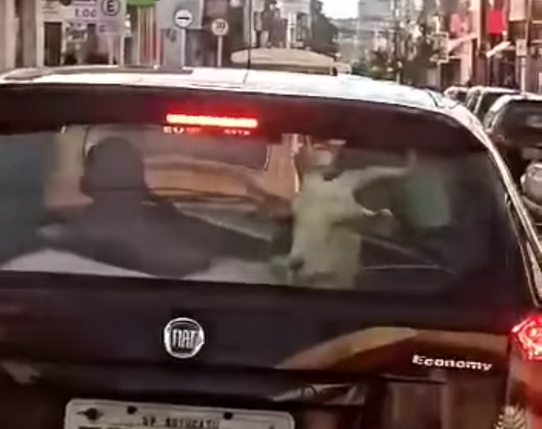 Botucatu: bode é flagrado “pegando carona” no porta-malas de carro
