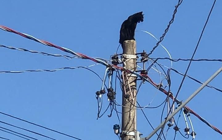 Gato é resgatado após ficar 9 horas preso em cima de poste