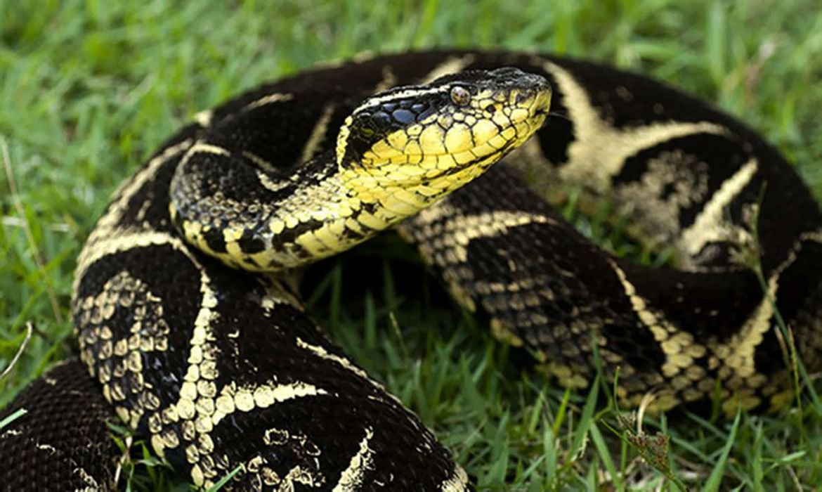 Substância em veneno de cobra pode inibir avanço da covid
