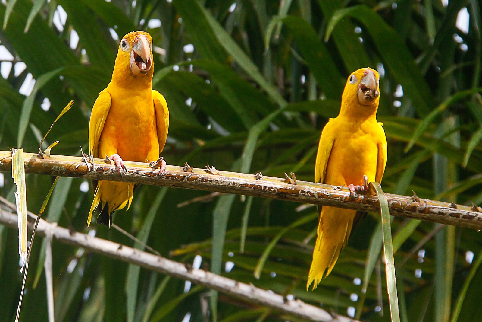 Unesp de Botucatu cria cartilha sobre fauna e flora brasileiras