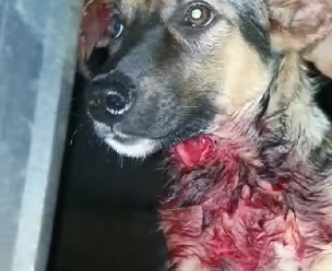 Botucatu tem primeira prisão por maus tratos a animais; homem esfaqueia filhote de cachorro