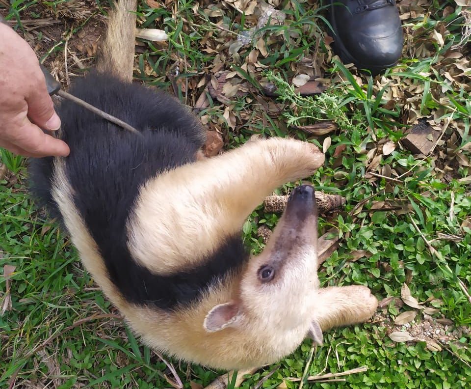 Tamanduá é resgatado ferido e intoxicado após fugir de incêndios na cuesta de Botucatu