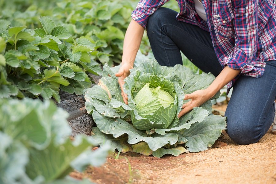 Agricultura familiar terá novo cadastro a partir desta terça-feira