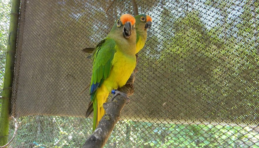 Avaré renova parceria com órgão que promove reabilitação de animais silvestres