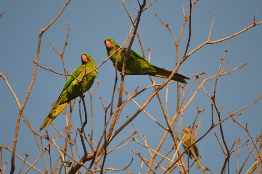 Botucatu terá 1º Festival de Aves em outubro