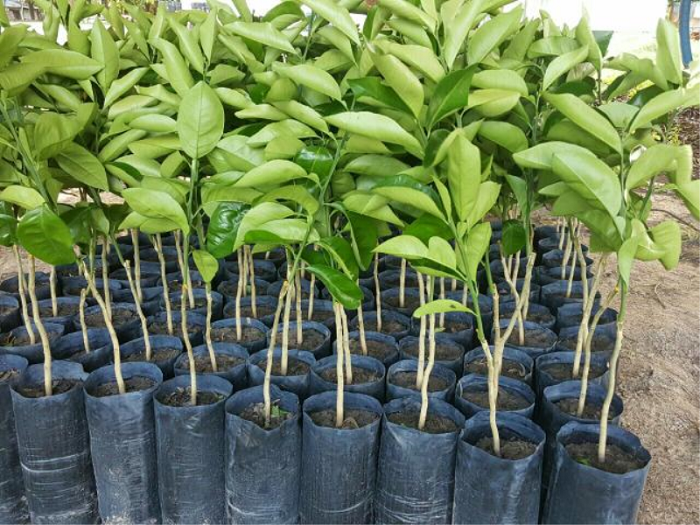 Disque-árvore disponibiliza e planta gratuitamente mudas de árvores em Botucatu