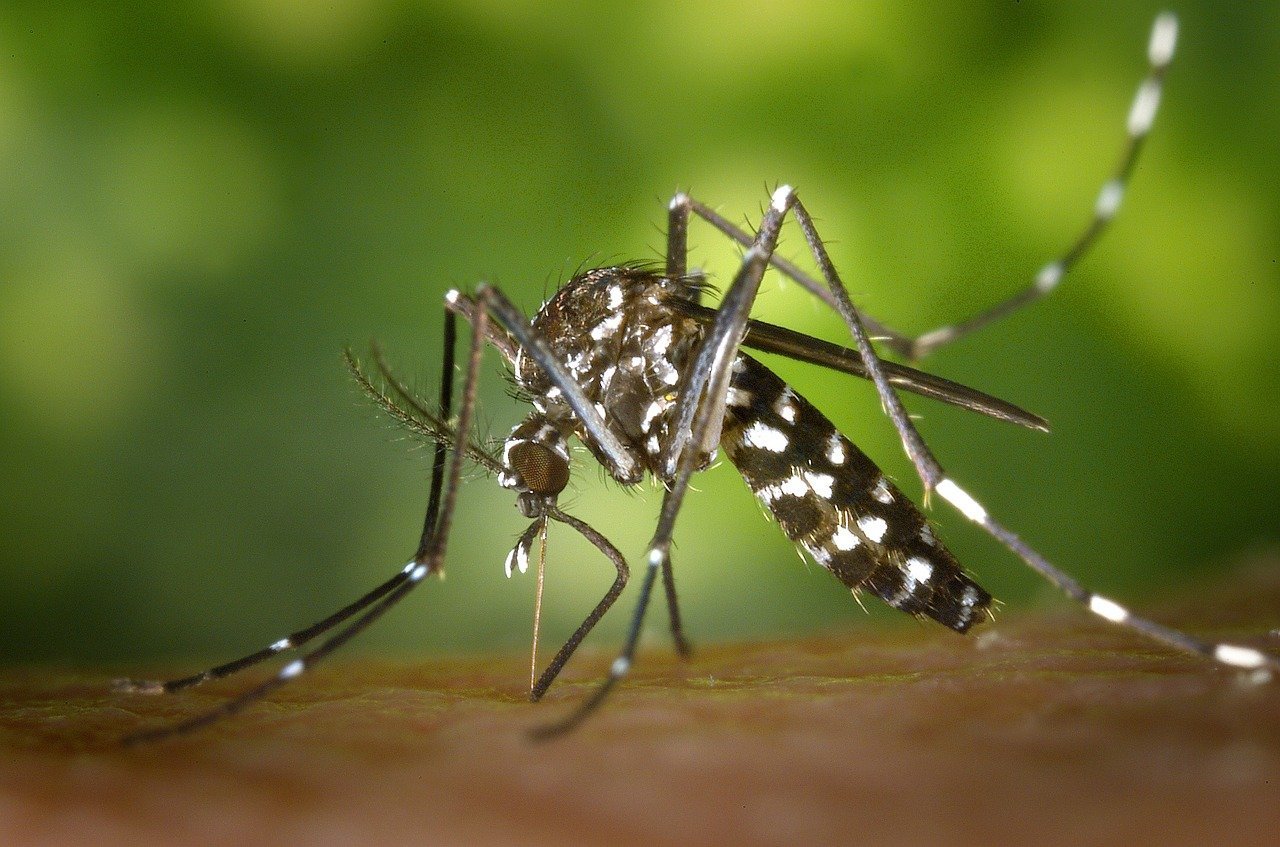 Jardim Paraíso receberá aplicação de inseticidas contra o Aedes Aegypti; Cidade tem 4 casos confirmados de dengue