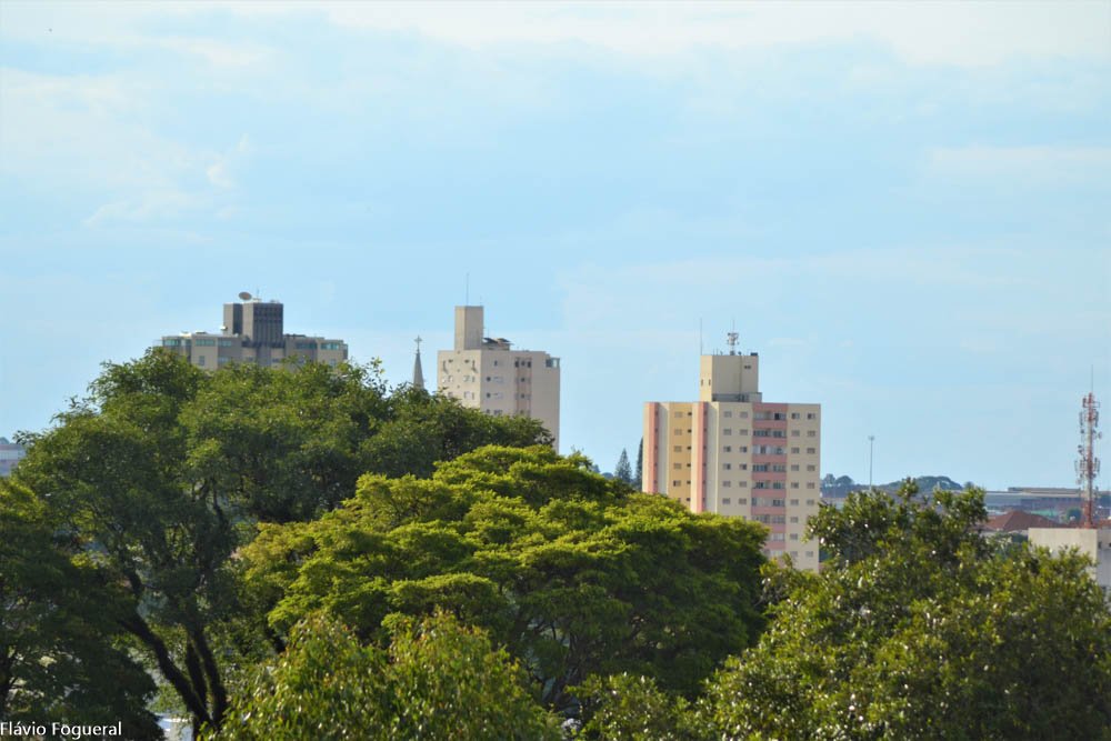 Proposta autoriza poda de árvores quando houver risco de acidente