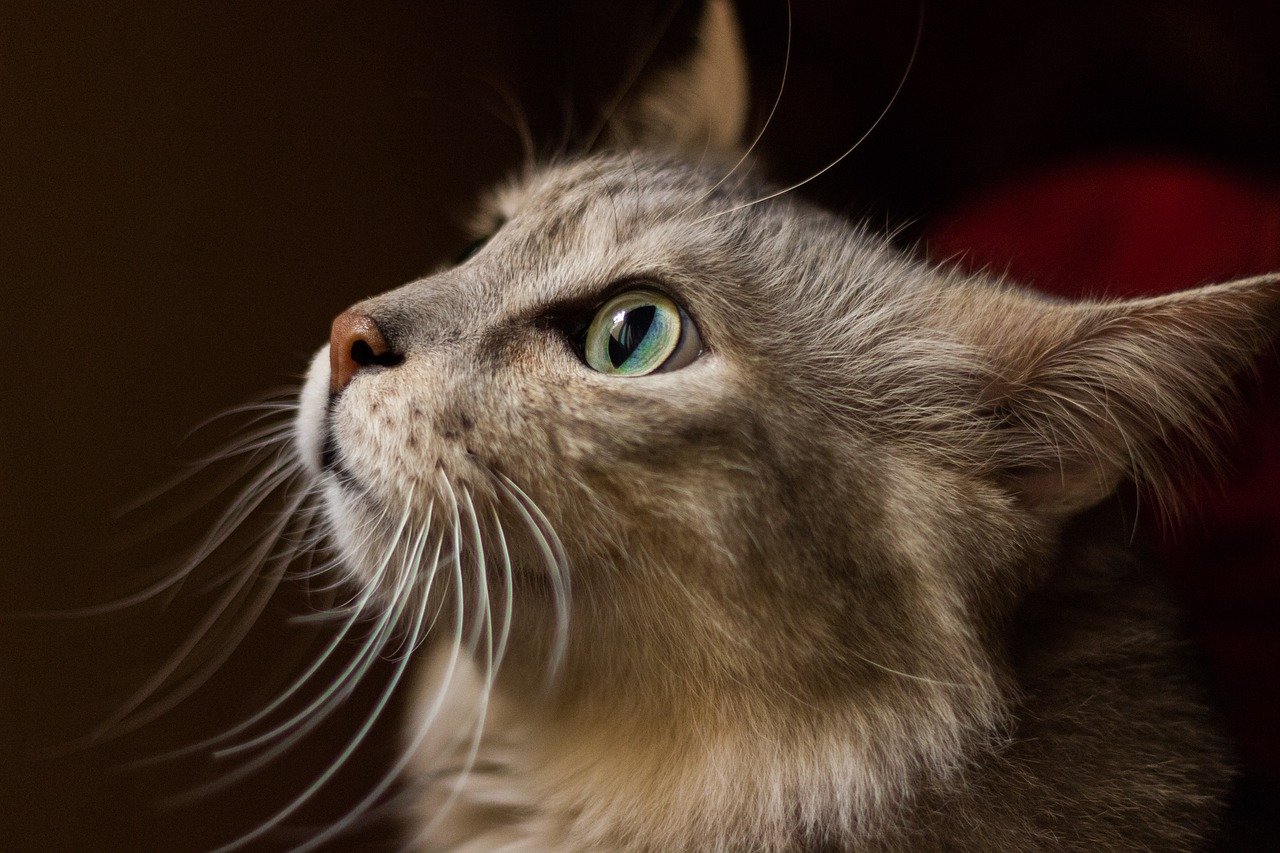 Gatos que urinam por toda casa devem ser observados: comportamento pode indicar problemas
