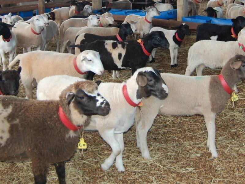 Unesp Botucatu sedia Campeonato Cordeiro Paulista 2021