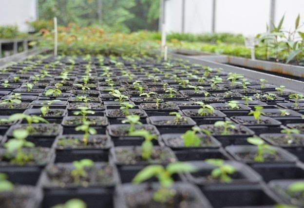 Botucatu terá distribuição de mudas de árvores na sexta (24)