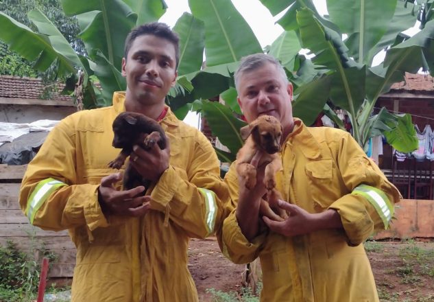 Bombeiros resgatam filhotes que caíram em buraco de 3 metros