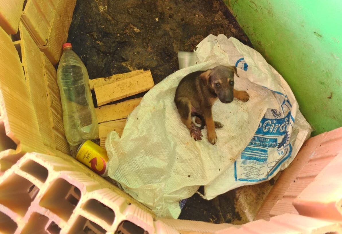 Policiais vão atender ocorrência sobre furto e encontram cão em situação de maus tratos