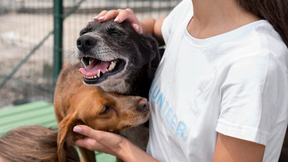 Cinco dicas valiosas para proteger seu pet do barulho nas festas de fim de ano