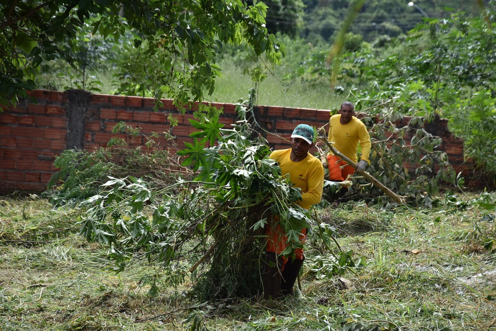 Proprietários de terrenos terão 10 dias para limpeza dos lotes, determina Prefeitura