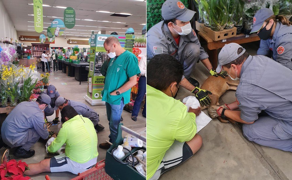 Veado invade supermercado e é contido após escorregar no piso